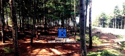 Prime Plots for Sale - Forest Groove Kikuyu, Thigio - Image 7