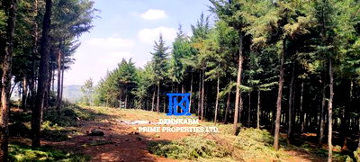 Prime Plots for Sale - Forest Groove Kikuyu, Thigio - Image 10