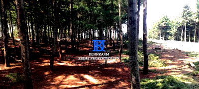 Prime Plots for Sale - Forest Groove Kikuyu, Thigio - Image 12