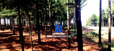 Prime Plots for Sale - Forest Groove Kikuyu, Thigio - Image 11
