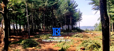 Prime Plots for Sale - Forest Groove Kikuyu, Thigio - Image 13