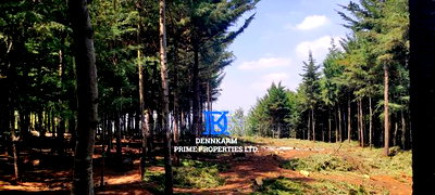Prime Plots for Sale - Forest Groove Kikuyu, Thigio - Image 9