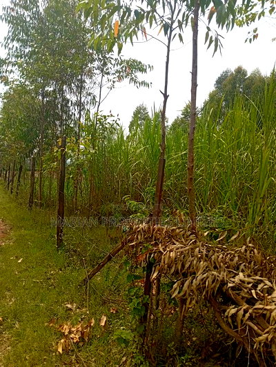 50*100 Plot in Harambee Kakamega - Image 1