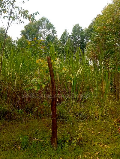 50*100 Plot in Harambee Kakamega - Image 4