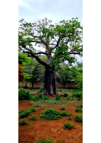 3 Acres of Prime Land, Casuarina - Malindi - Image 3