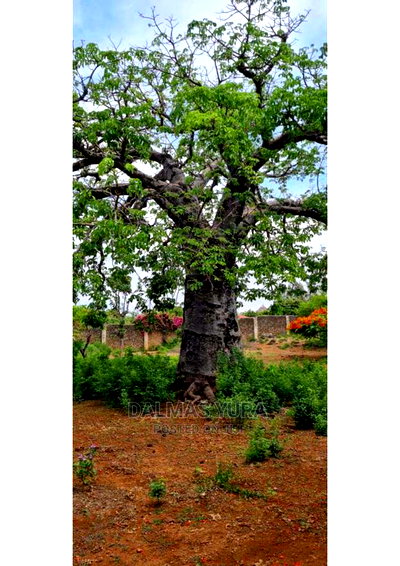 3 Acres of Prime Land, Casuarina - Malindi - Image 2