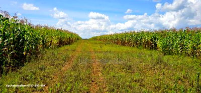 Prime Plots for Sale in Illula Limo in Eldoret - Image 1