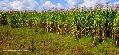 Prime Plots for Sale in Illula Limo in Eldoret - Image 2