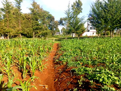 Land For Sale - Image 7