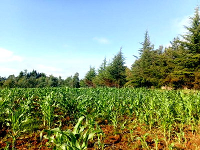 Land For Sale - Image 6