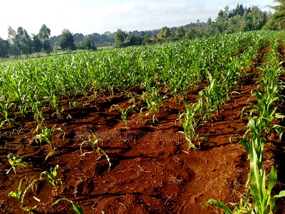 Land For Sale - Image 9