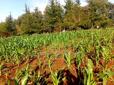 Land For Sale - Image 8