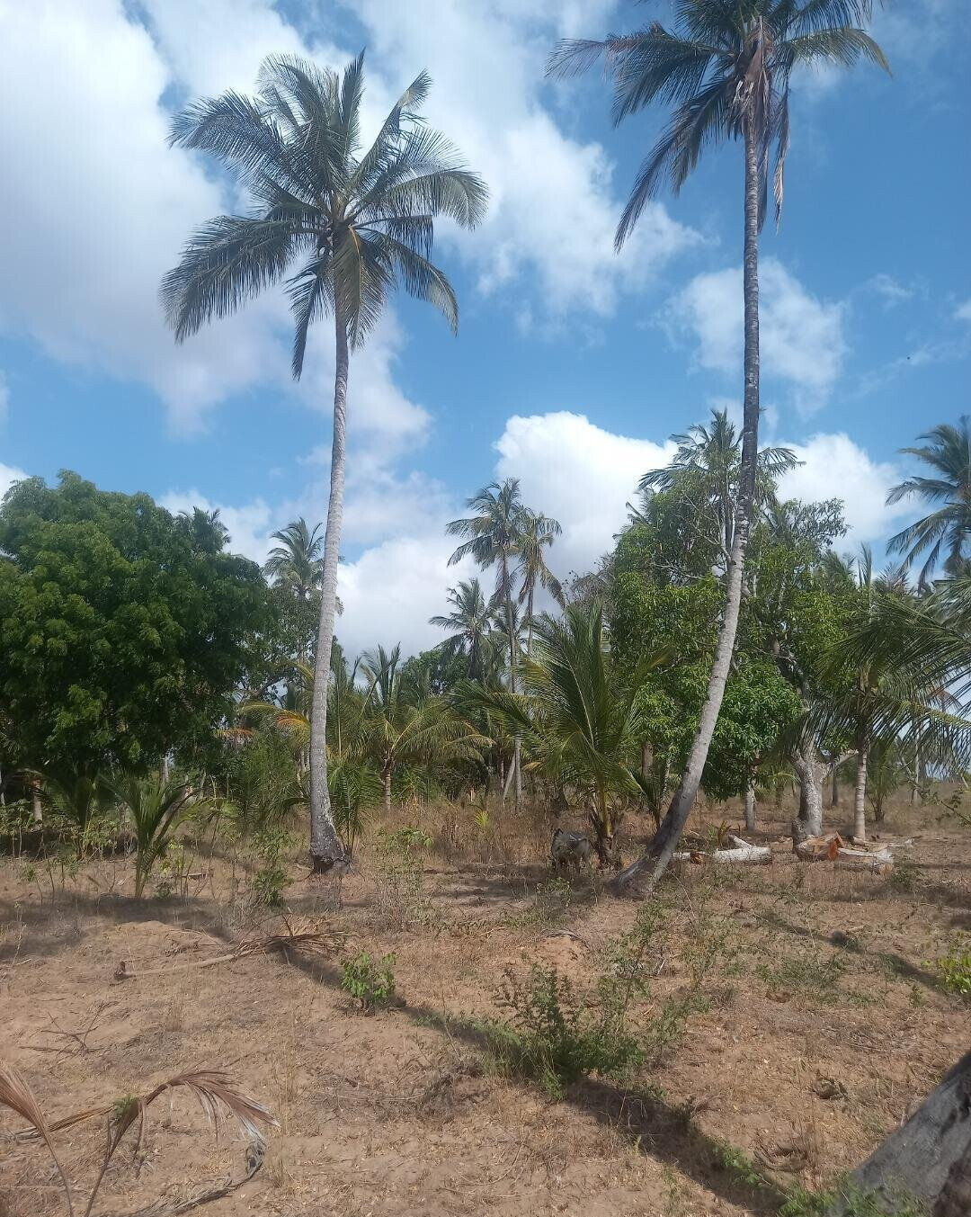 2-Acre Plot in Bomani, Kilifi for KSh 8M