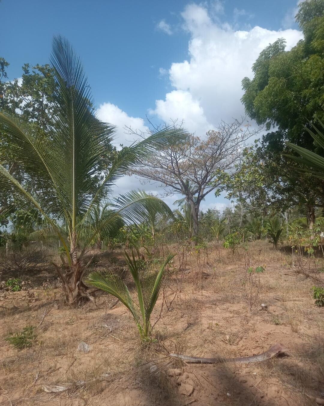 2-Acre Plot in Bomani, Kilifi for KSh 8M