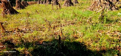 Plot for Sale in Chepkanga Eldoret - Image 3