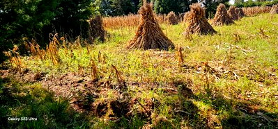 Plot for Sale in Chepkanga Eldoret - Image 4
