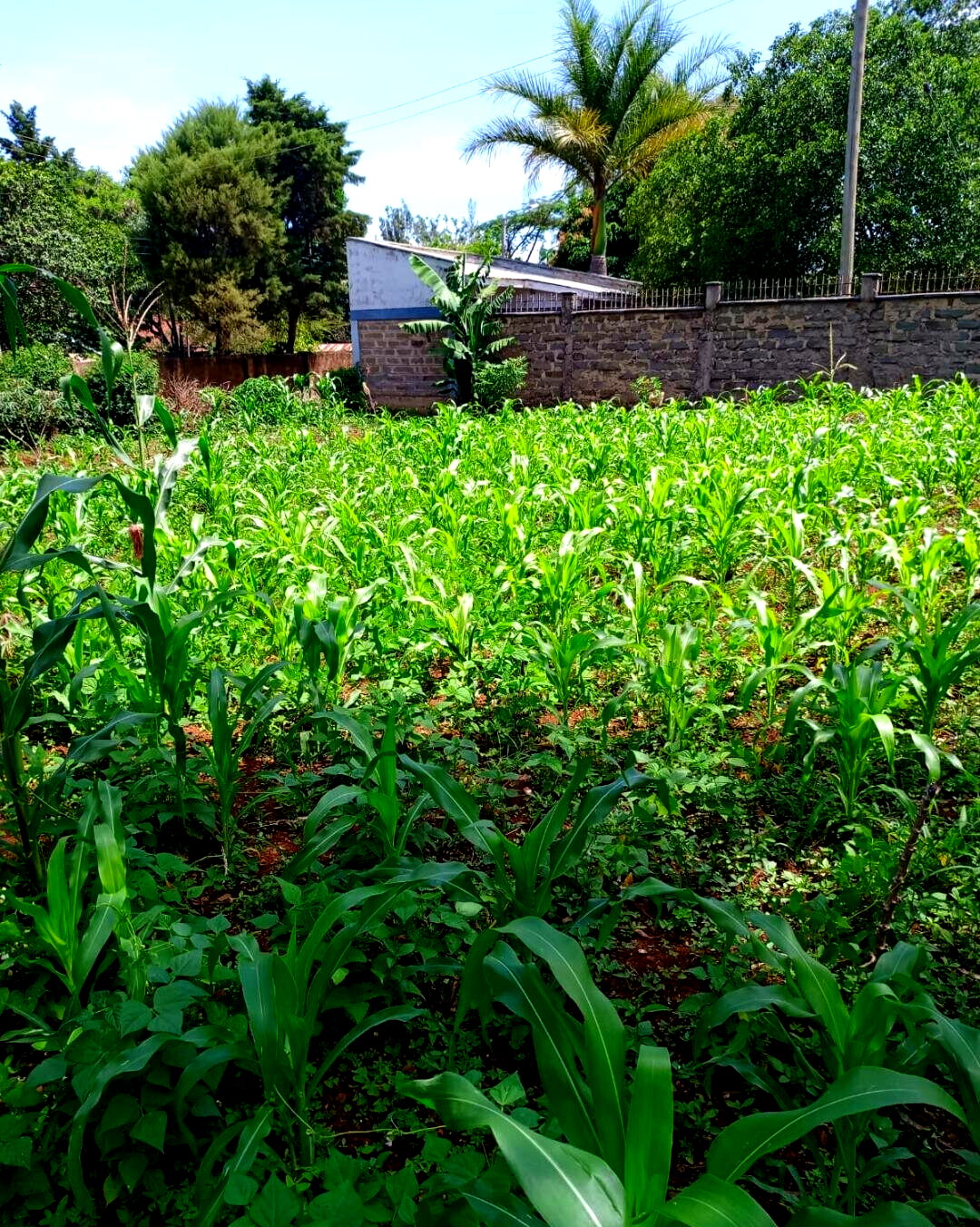 KSh 1.6M Plot in Seme