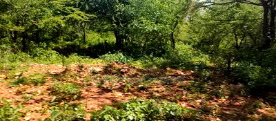 Embu,Mbeere 8 Acres Farmland - Image 13