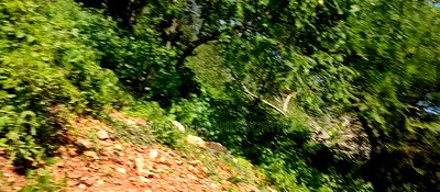 Embu,Mbeere 8 Acres Farmland - Image 11