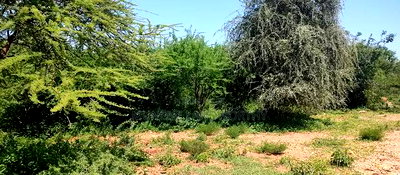 Embu,Mbeere 8 Acres Farmland - Image 5