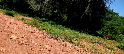 Embu,Mbeere 8 Acres Farmland - Image 8