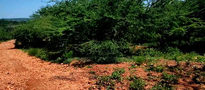 Embu,Mbeere 8 Acres Farmland - Image 12