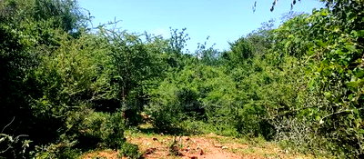 Embu,Mbeere 8 Acres Farmland - Image 19