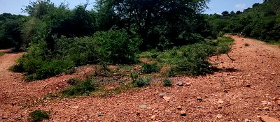 Embu,Mbeere 8 Acres Farmland - Image 7