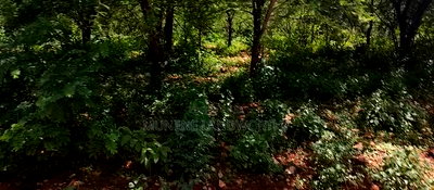 Embu,Mbeere 8 Acres Farmland - Image 6