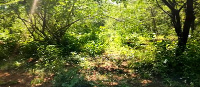 Embu,Mbeere 8 Acres Farmland - Image 14