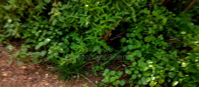 Embu,Mbeere 8 Acres Farmland - Image 16