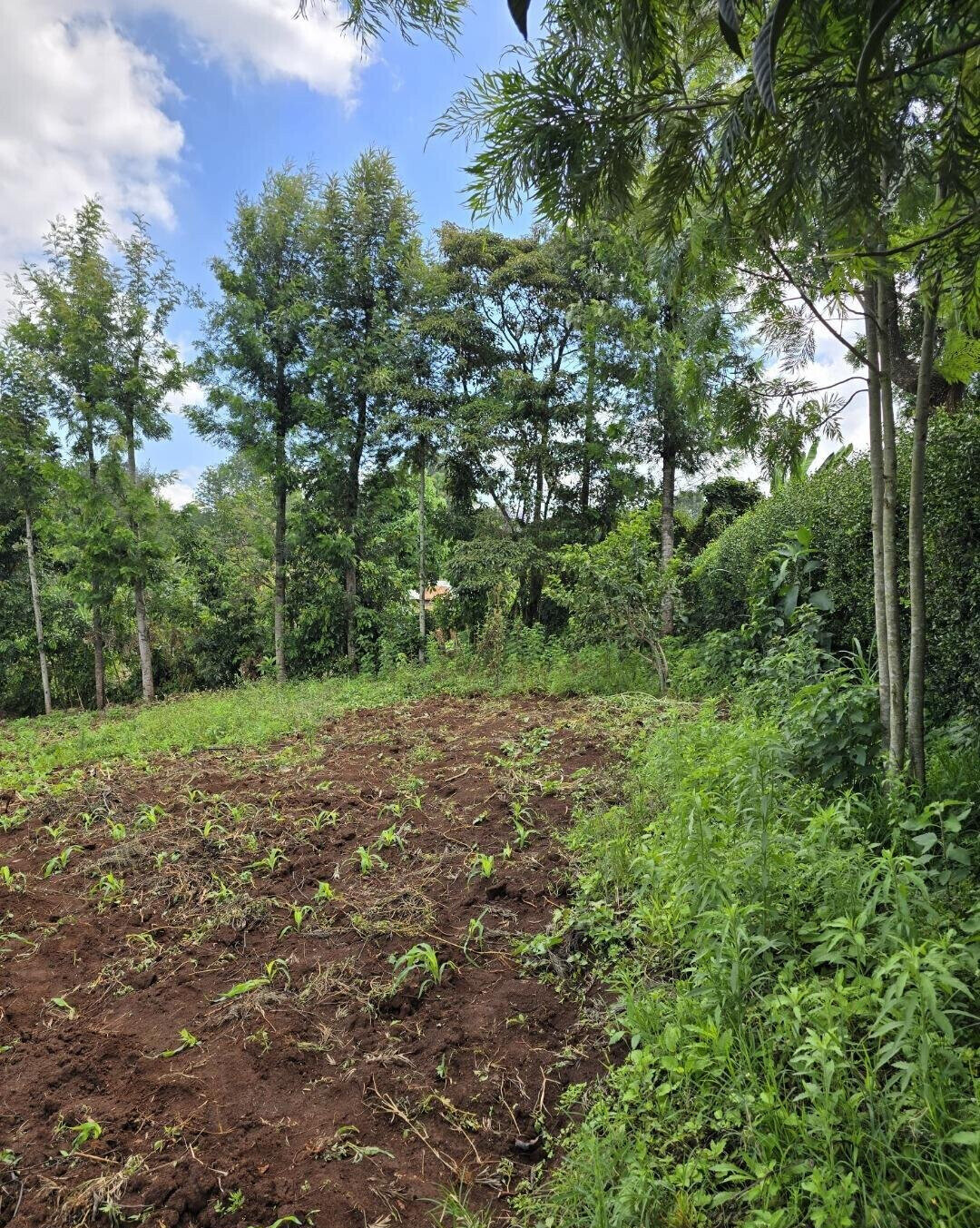 Quarter Acre Garden Plot in Ngong