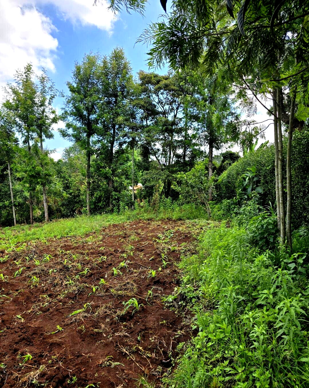 Quarter Acre Garden Plot in Ngong
