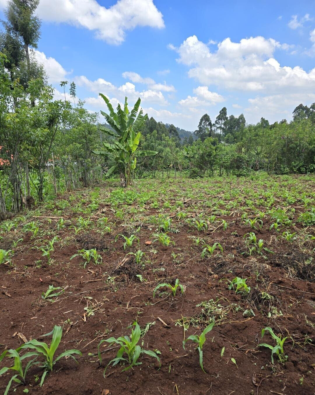 Quarter Acre Garden Plot in Ngong