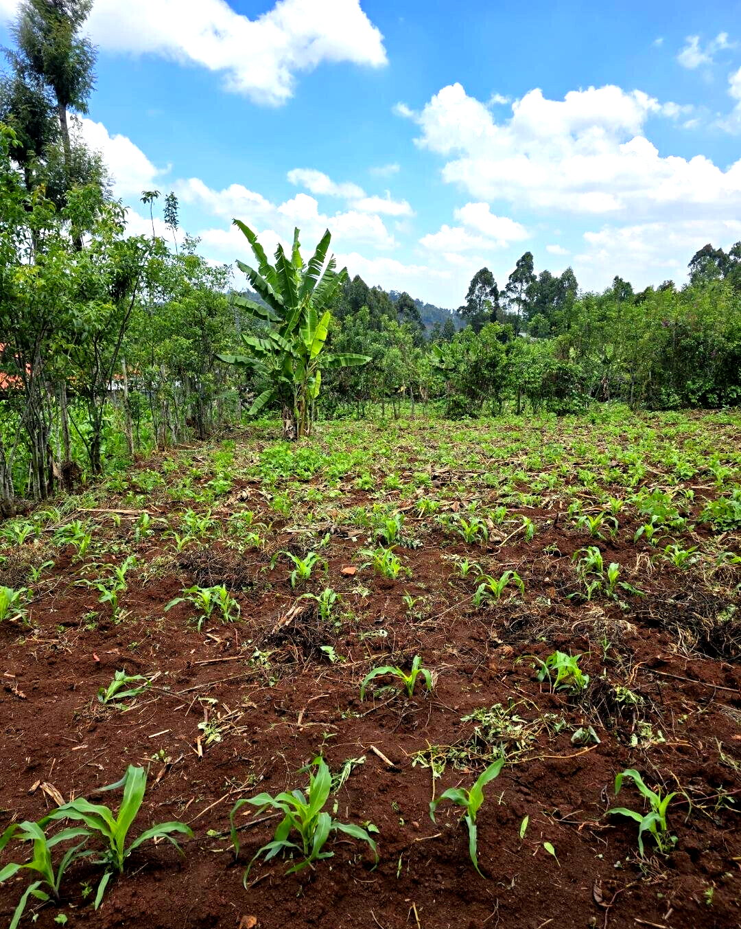 Quarter Acre Garden Plot in Ngong