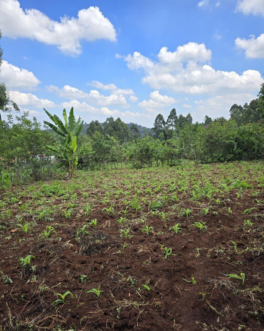 Quarter Acre Garden Plot in Ngong