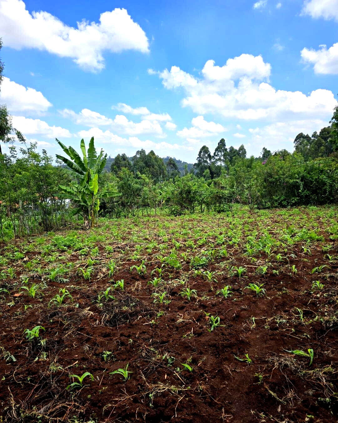 Quarter Acre Garden Plot in Ngong
