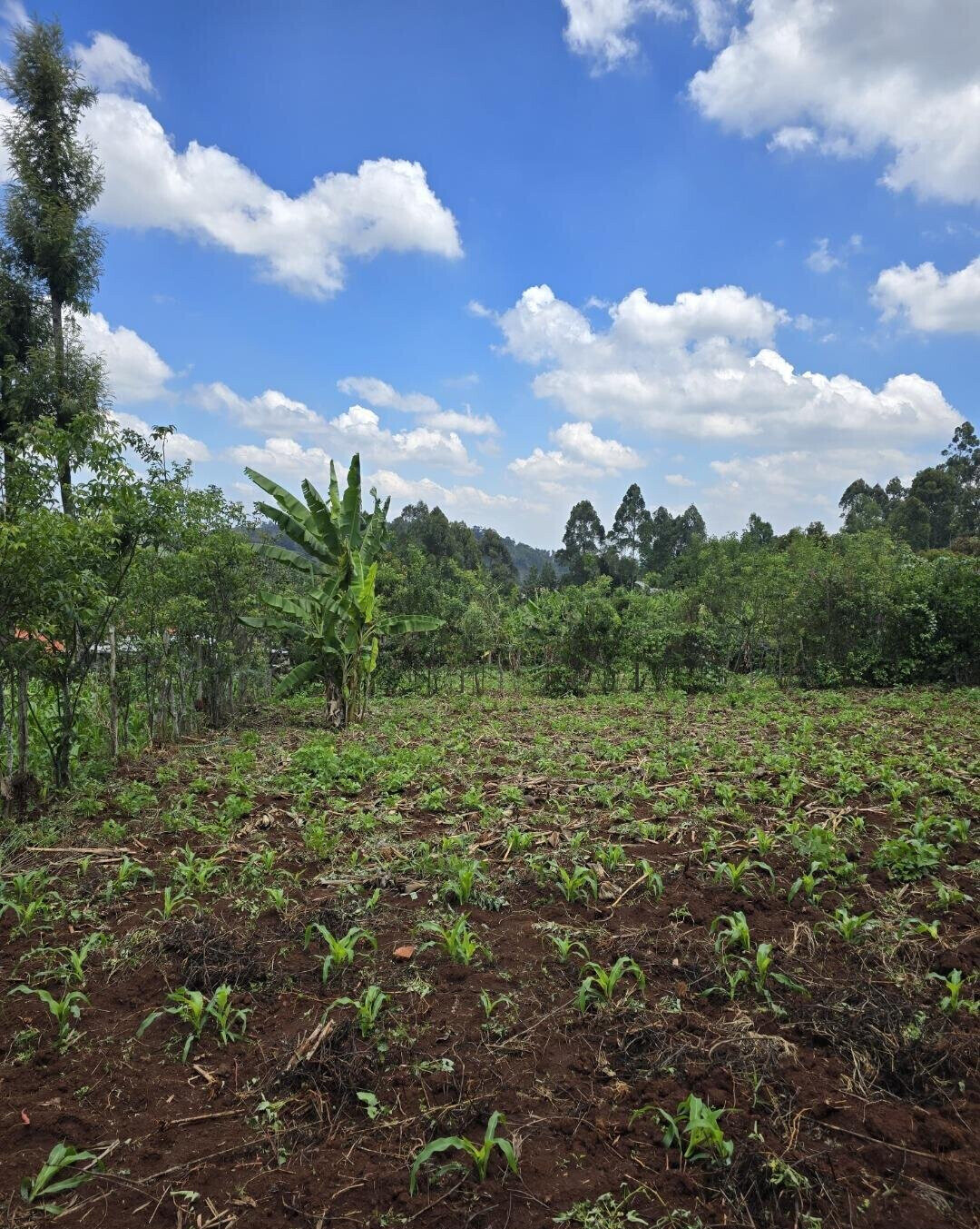 Quarter Acre Garden Plot in Ngong