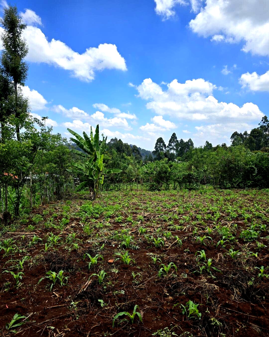 Quarter Acre Garden Plot in Ngong