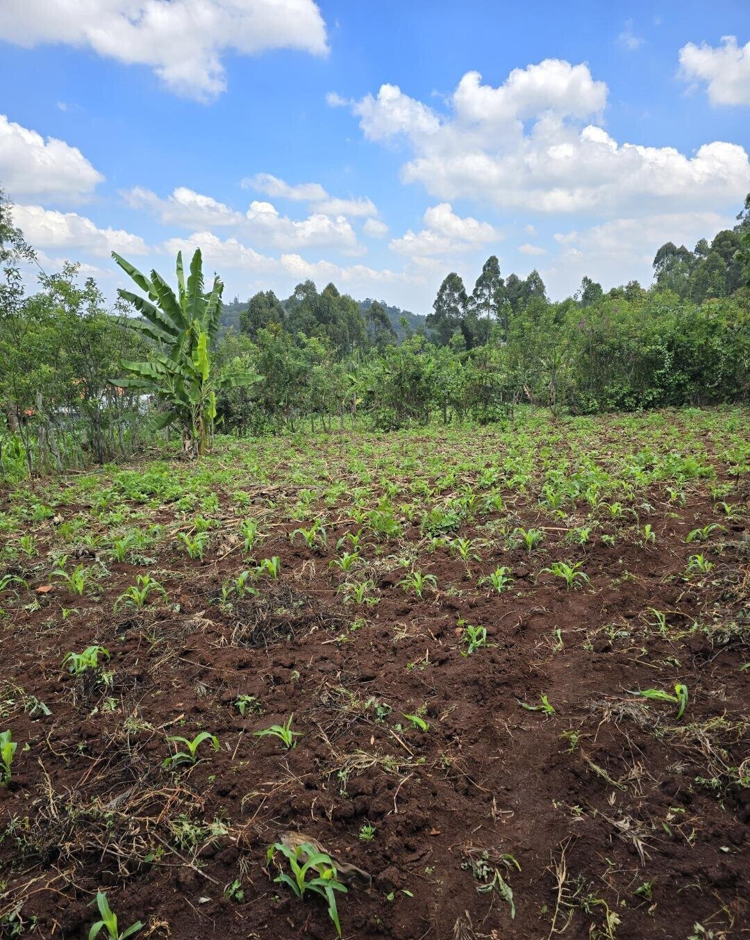 Quarter Acre Garden Plot in Ngong