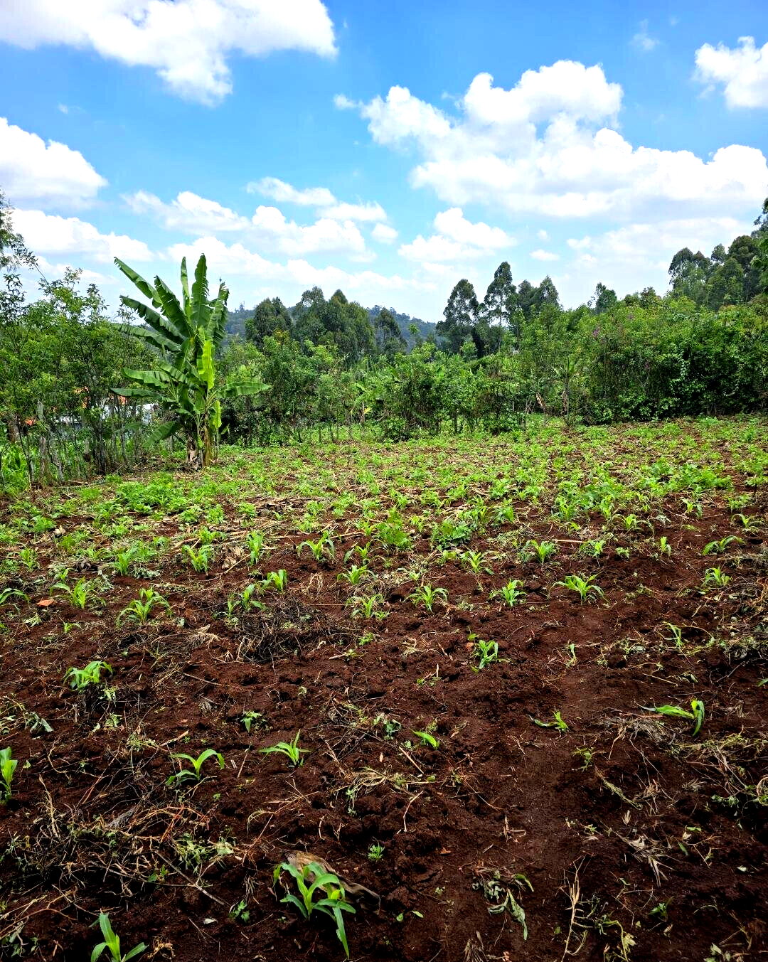 Quarter Acre Garden Plot in Ngong