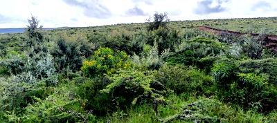 Prime 50x100 Plots for Sale on OFFER! In Kikuyu Nachu - Image 4