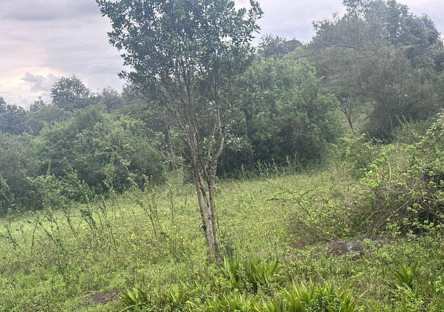Half Acre in Karen at KSh 35M