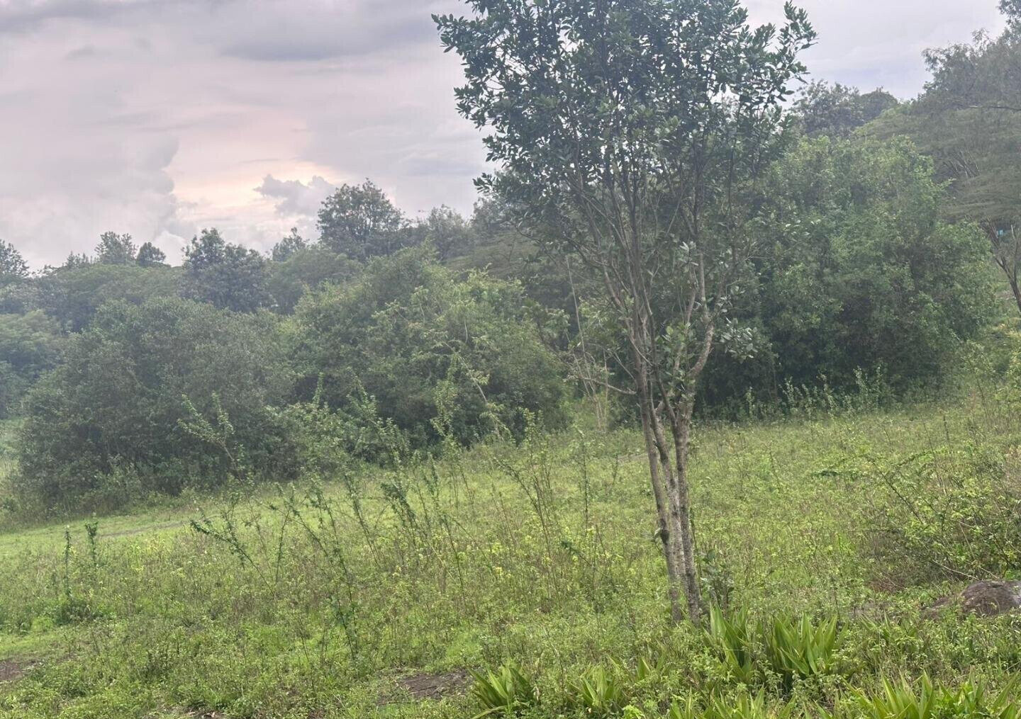 Half Acre in Karen at KSh 35M